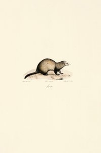 European Ferret by Jacques Christophe Werner