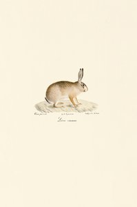 European Hare