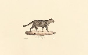European Wildcat by Jacques Christophe Werner