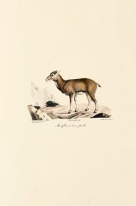 Female Corsican Mouflon by Jacques Christophe Werner