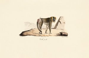 Female Drill by Jacques Christophe Werner