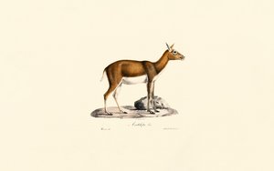 Female Goitered Gazelle by Jacques Christophe Werner