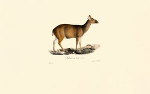Female Indian Muntjac by Jacques Christophe Werner