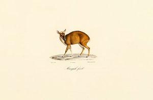 Female Muntjac by Jacques Christophe Werner