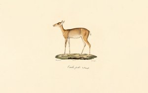 Female Oribi Antelope by Jacques Christophe Werner