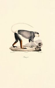 Female Patas Monkey by Jacques Christophe Werner