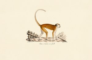 Female Patas Monkey with Black Brow Band