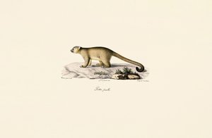 Female Ring-tailed Mongoose by Jacques Christophe Werner