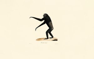 Female Siamang by Jacques Christophe Werner