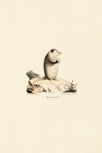 Female Virginia Opossum by Jacques Christophe Werner