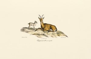 Female Wild Goat with Kid by Jacques Christophe Werner