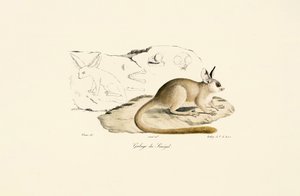 Fennec Fox by Jacques Christophe Werner