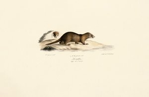 Ferret and Stone Marten by Jacques Christophe Werner