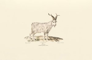 Four-Horned Domestic Goat