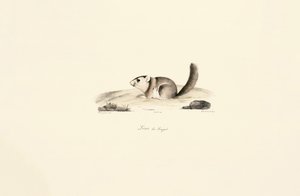 Gambian Sun Squirrel