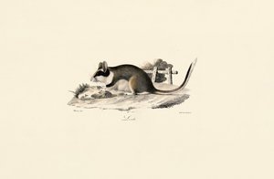 Garden Dormouse by Jacques Christophe Werner