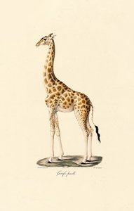 Giraffe (Female) by Jacques Christophe Werner