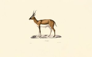 Goitered Gazelle by Jacques Christophe Werner