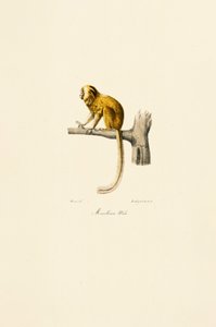 Golden Lion Tamarin by Jacques Christophe Werner