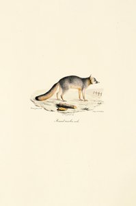 Male Gray Fox by Jacques Christophe Werner