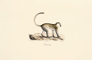 Green Monkey by Jacques Christophe Werner