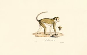 Green Monkey (Female) by Jacques Christophe Werner