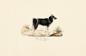 Greenland Dog by Jacques Christophe Werner