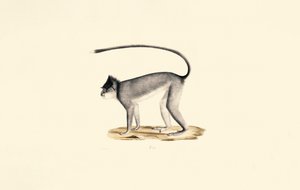 Hanuman Langur by Jacques Christophe Werner