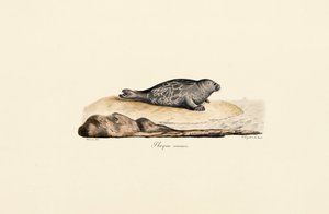 Harbor Seal by Jacques Christophe Werner