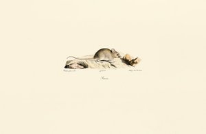 House Mouse by Jacques Christophe Werner
