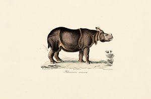 Indian Rhinoceros