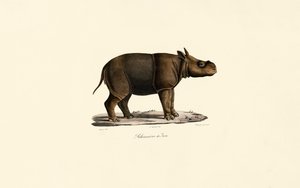 Javan Rhinoceros