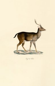 Javan Rusa by Jacques Christophe Werner