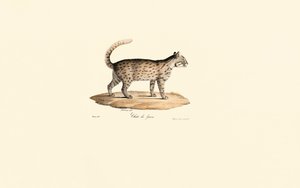 Leopard Cat