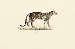 Male Leopard by Jacques Christophe Werner