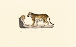 Lion-Tiger Hybrid by Jacques Christophe Werner