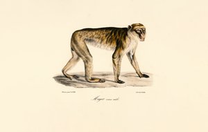 Long-tailed Macaque by Jacques Christophe Werner