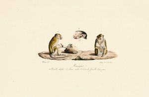 Macaques in Different Age Stages by Jacques Christophe Werner