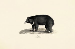 Malayan Sun Bear by Jacques Christophe Werner