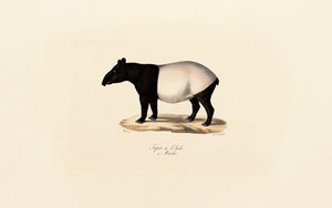 Malayan Tapir by Jacques Christophe Werner