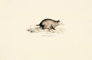 Male Bare-tailed Woolly Opossum