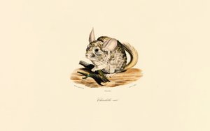 Male Chinchilla