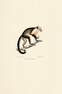 Male Common Squirrel Monkey by Jacques Christophe Werner