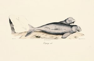 Male Dugong