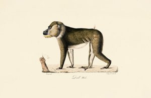 Male Gelada Baboon by Jacques Christophe Werner
