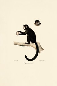 Male Horned Capuchin by Jacques Christophe Werner