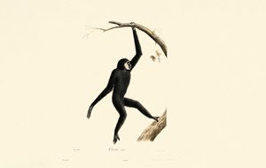 Male Siamang