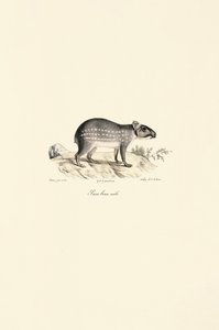 Male Spotted Paca