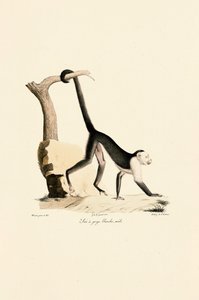 Male White-throated Capuchin