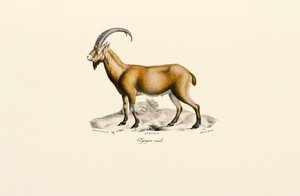 Male Wild Goat by Jacques Christophe Werner